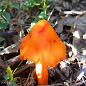 witch's hat