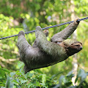 three-toed sloth