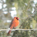 Northern Cardinal