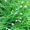 chives
