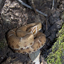 Arizona Ridge-nosed Rattlesnake