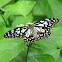 blue tiger