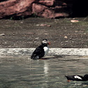 Atlantic puffin