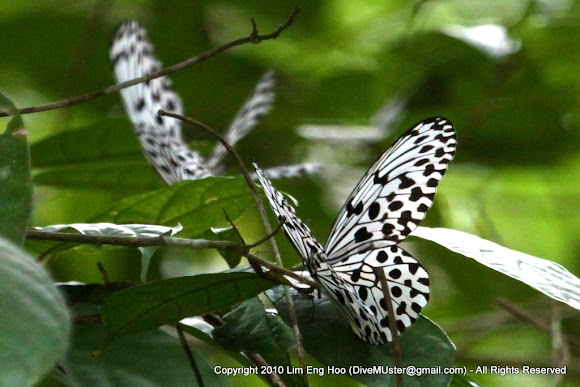 Spotting Image 1
