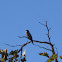 Cassin's Kingbird