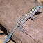 Little stripped whiptail