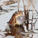 American Toad