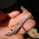 Western skink
