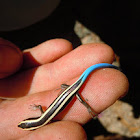 Western skink