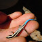 Western skink