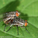 Calyptrate flies (mating)
