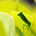 Garden Mantis