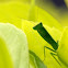 Garden Mantis