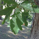 oak