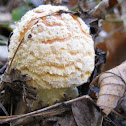 Fly Agaric