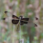Widow Skimmer          female