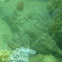 Batfish