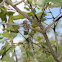 Swamp Darner
