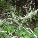 Lichen