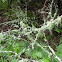 Lichen