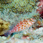Pixy Hawkfish