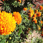 Marigolds