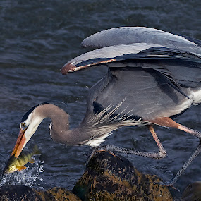 Great Blue Heron fishing by Shelley O'Connell - Wildlife Birds