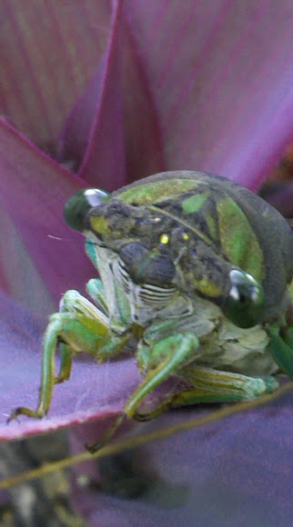 Spotting Image 1