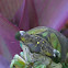Cicada
