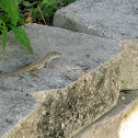 Brown Anole