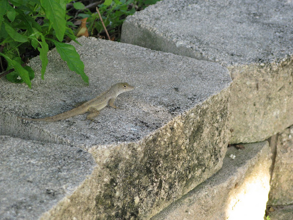 Spotting Image 1