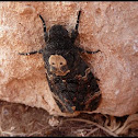 Death's Head Hawk Moth