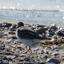 Turnstone; Vuelvepiedras