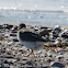 Turnstone; Vuelvepiedras