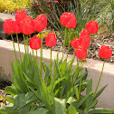 Tulip