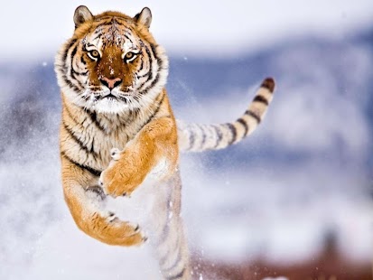 How to mod Gracious Tigers Live Wallpaper 1.7.2 mod apk for pc