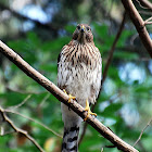 Coopers Hawk