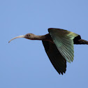 Glossy ibis