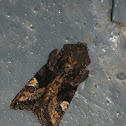 American Angle Shades Moth