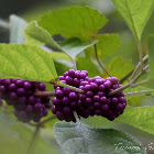 American Beautyberry