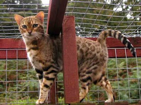 [picture of bengal cat]