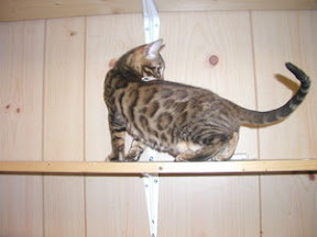 INDYKATZ LEOPARDETTA