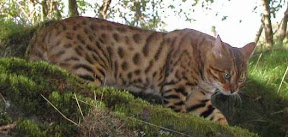 cat photo