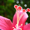 Hibiscus