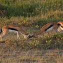 Thompson`s Antelopes fighting