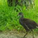 Eurasian Coot