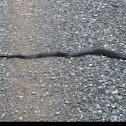 Black Rat Snake