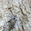 Eyed Click Beetle