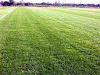 Pasto Alfombra Topgrass A $ 1250 Mts Cuadrado