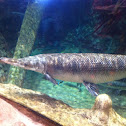 Alligator Gar